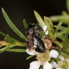 Euryglossa ephippiata (Saddleback Euryglossine Bee) at McKellar, ACT - 21 Feb 2024 by kasiaaus