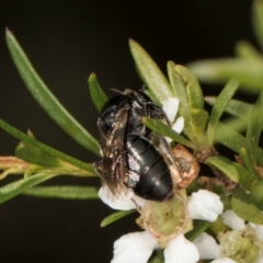 Euryglossa ephippiata (Saddleback Euryglossine Bee) at McKellar, ACT - 22 Feb 2024 by kasiaaus