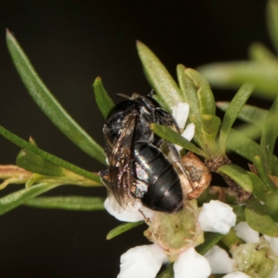 Euryglossa ephippiata (Saddleback Euryglossine Bee) at McKellar, ACT - 22 Feb 2024 by kasiaaus