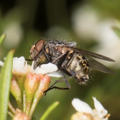 Calliphora stygia (Brown blowfly or Brown bomber) at McKellar, ACT - 21 Feb 2024 by kasiaaus