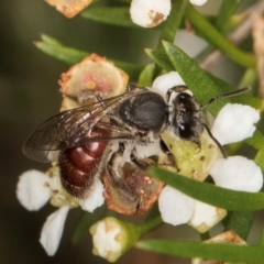 Lasioglossum (Parasphecodes) sp. (genus & subgenus) (Halictid bee) at McKellar, ACT - 21 Feb 2024 by kasiaaus