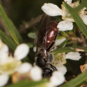 Lasioglossum (Parasphecodes) sp. (genus & subgenus) at Croke Place Grassland (CPG) - 22 Feb 2024