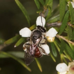 Lasioglossum (Parasphecodes) sp. (genus & subgenus) at McKellar, ACT - 22 Feb 2024 10:58 AM