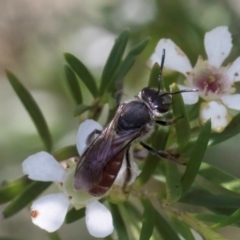 Lasioglossum (Parasphecodes) sp. (genus & subgenus) at McKellar, ACT - 22 Feb 2024 10:58 AM