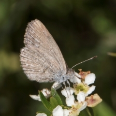 Zizina otis (Common Grass-Blue) at Croke Place Grassland (CPG) - 22 Feb 2024 by kasiaaus