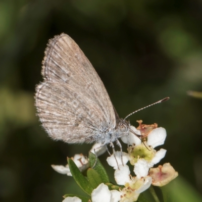 Zizina otis (Common Grass-Blue) at McKellar, ACT - 22 Feb 2024 by kasiaaus