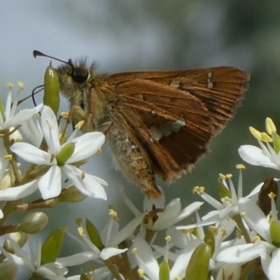 Dispar compacta (Barred Skipper) at Mongarlowe River - 24 Feb 2023 by arjay