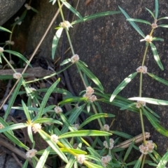 Alternanthera denticulata (Lesser Joyweed) at MOL250: Clos Crossing - 23 Feb 2024 by SteveBorkowskis