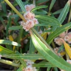 Alternanthera denticulata at MOL250: Clos Crossing - 23 Feb 2024 09:21 AM