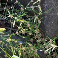 Alternanthera denticulata at MOL250: Clos Crossing - 23 Feb 2024 09:21 AM