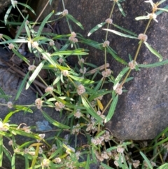 Alternanthera denticulata at MOL250: Clos Crossing - 23 Feb 2024 09:21 AM