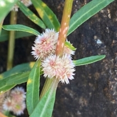 Alternanthera denticulata at MOL250: Clos Crossing - 23 Feb 2024