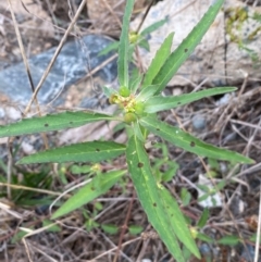 Euphorbia davidii (David's Spurge) at Molonglo River Reserve - 22 Feb 2024 by SteveBorkowskis