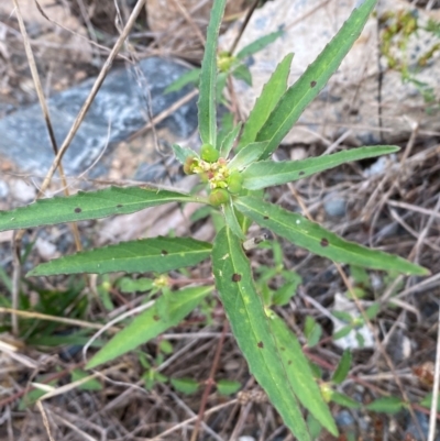 Euphorbia davidii (David's Spurge) at Coombs, ACT - 22 Feb 2024 by SteveBorkowskis