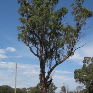 Eucalyptus melliodora at Holt, ACT - 23 Feb 2024 02:20 PM