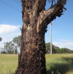 Eucalyptus melliodora at Holt, ACT - 23 Feb 2024 02:20 PM