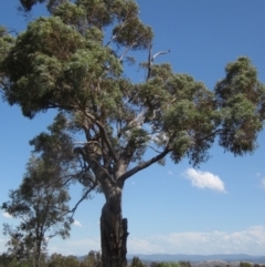 Eucalyptus bridgesiana (Apple Box) at Holt, ACT - 23 Feb 2024 by pinnaCLE