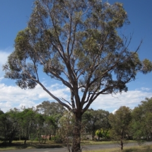 Eucalyptus bridgesiana at Higgins, ACT - 23 Feb 2024 02:32 PM