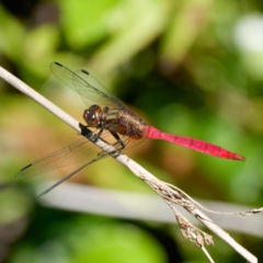 Orthetrum villosovittatum (Fiery Skimmer) at Mogo State Forest - 22 Feb 2024 by DPRees125