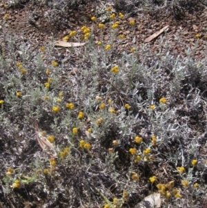 Chrysocephalum apiculatum at Higgins, ACT - 23 Feb 2024