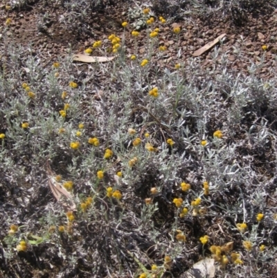 Chrysocephalum apiculatum (Common Everlasting) at Higgins, ACT - 23 Feb 2024 by pinnaCLE