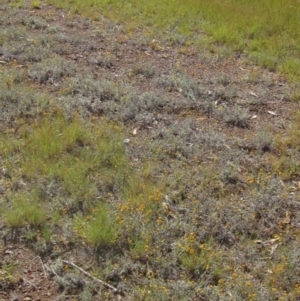 Chrysocephalum apiculatum at Higgins, ACT - 23 Feb 2024