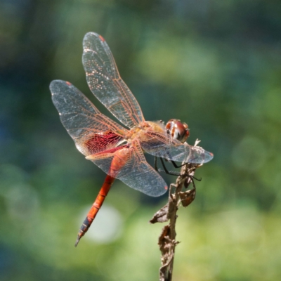 Tramea loewii (Common Glider) at Mogo State Forest - 22 Feb 2024 by DPRees125