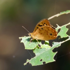 Heteronympha paradelpha (Spotted Brown) at Mogo State Forest - 22 Feb 2024 by DPRees125