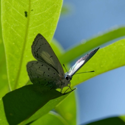 Candalides consimilis subsp. goodingi (Dark Pencil-Blue) at Mogo State Forest - 22 Feb 2024 by DPRees125