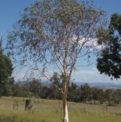 Eucalyptus pauciflora subsp. pauciflora (White Sally, Snow Gum) at Higgins, ACT - 23 Feb 2024 by pinnaCLE