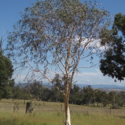 Eucalyptus pauciflora subsp. pauciflora (White Sally, Snow Gum) at Higgins, ACT - 23 Feb 2024 by pinnaCLE