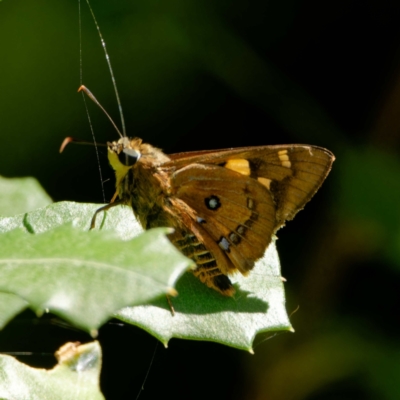 Trapezites symmomus (Splendid Ochre) at Mogo State Forest - 22 Feb 2024 by DPRees125