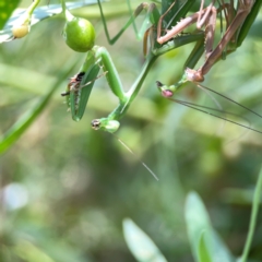 Pseudomantis albofimbriata (False garden mantis) at Downer, ACT - 23 Feb 2024 by Hejor1