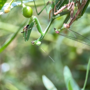 Pseudomantis albofimbriata at Downer, ACT - 23 Feb 2024