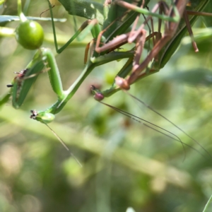 Pseudomantis albofimbriata at Downer, ACT - 23 Feb 2024