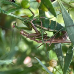 Pseudomantis albofimbriata at Downer, ACT - 23 Feb 2024