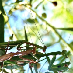 Pseudomantis albofimbriata at Downer, ACT - 23 Feb 2024