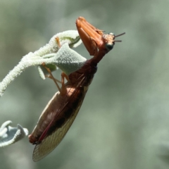 Campion sp. (genus) (Mantis Fly) at Downer, ACT - 23 Feb 2024 by Hejor1