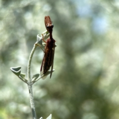 Campion sp. (genus) at Downer, ACT - 23 Feb 2024