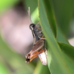Phaulacridium vittatum (Wingless Grasshopper) at Downer, ACT - 23 Feb 2024 by Hejor1