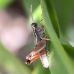 Phaulacridium vittatum at Downer, ACT - 23 Feb 2024 02:47 PM