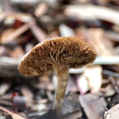 zz agaric (stem; gills not white/cream) at Downer, ACT - 23 Feb 2024 by Hejor1