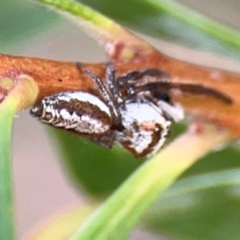 Opisthoncus abnormis (Long-legged Jumper) at Downer, ACT - 23 Feb 2024 by Hejor1