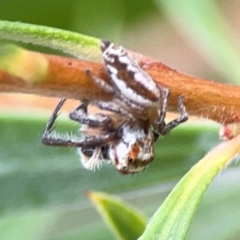 Opisthoncus abnormis at Downer, ACT - 23 Feb 2024 02:56 PM