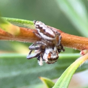 Opisthoncus abnormis at Downer, ACT - 23 Feb 2024 02:56 PM