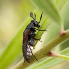 Ptilophorus sp. (genus) (Wedge-shaped beetle) at Downer, ACT - 23 Feb 2024 by Hejor1