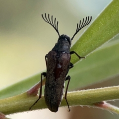 Ptilophorus sp. (genus) at Downer, ACT - 23 Feb 2024