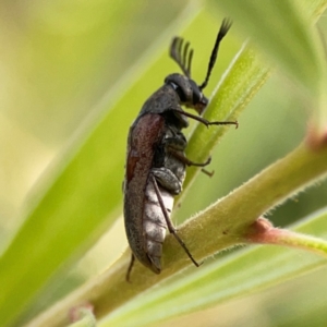 Ptilophorus sp. (genus) at Downer, ACT - 23 Feb 2024