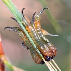 Pterygophorus cinctus (Bottlebrush sawfly) at Downer, ACT - 23 Feb 2024 by Hejor1