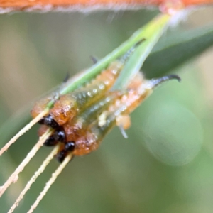 Pterygophorus cinctus at Downer, ACT - 23 Feb 2024